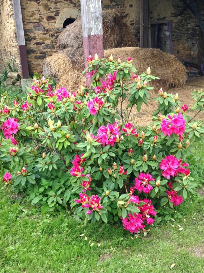 La Mouliniere, Jolie Longere Du Xviie Bed & Breakfast La Jaille-Yvon Bagian luar foto