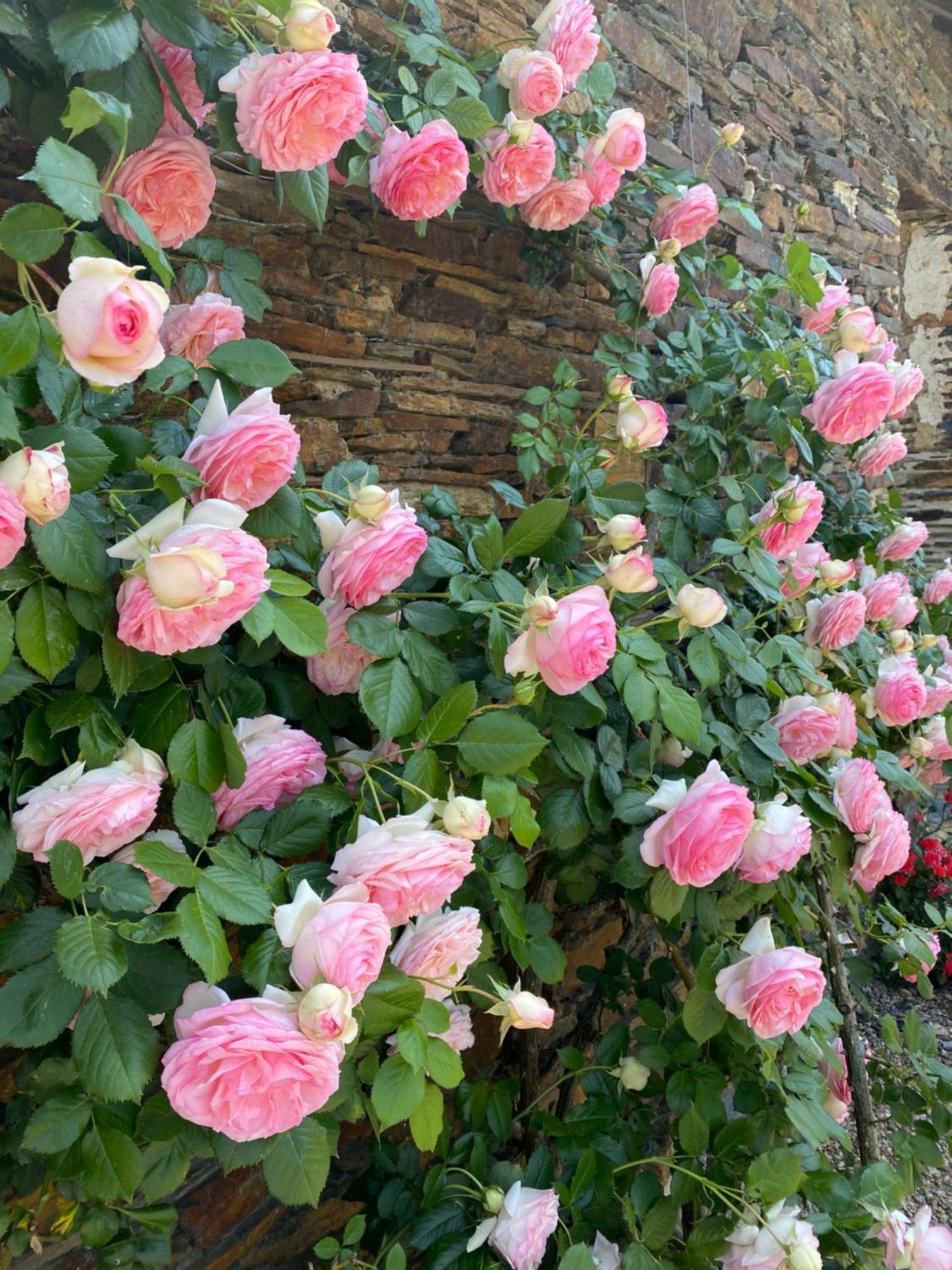La Mouliniere, Jolie Longere Du Xviie Bed & Breakfast La Jaille-Yvon Bagian luar foto